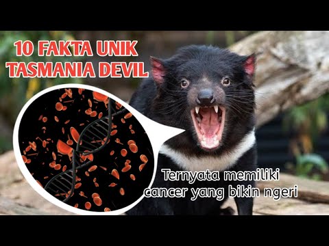 Video: Mengapa setan tasmania penting?