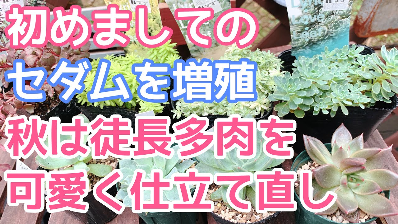 vlog266】【多肉植物】ホームセンターで初お迎えのセダムの増殖🪴徒長