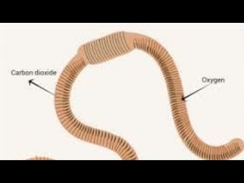Дождевой земляной червь. Красные вигглеры (eisenia fetida). Worm through. Дождевые черви вермикультура. Красный кольчатый червь.