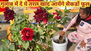 Gulab Par ye Taral Khad Kamal Ka result degi || Rose Fertiliser || Roses || Rose Care || Rose Food