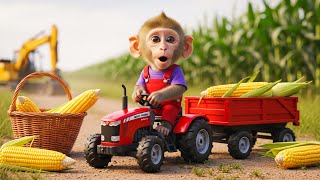 Baby Monkey Bubu Drives A Tractor To Harvest Corn On The Family Farm Monkey Farm Work