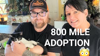They Drove 800 Miles To Adopt My Rescue Kittens