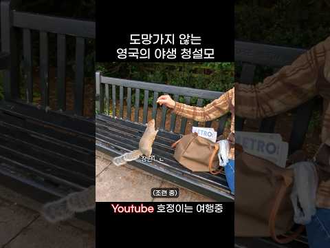사람을 좋아하는 영국 야생 <strong>청설모</strong> 먹방