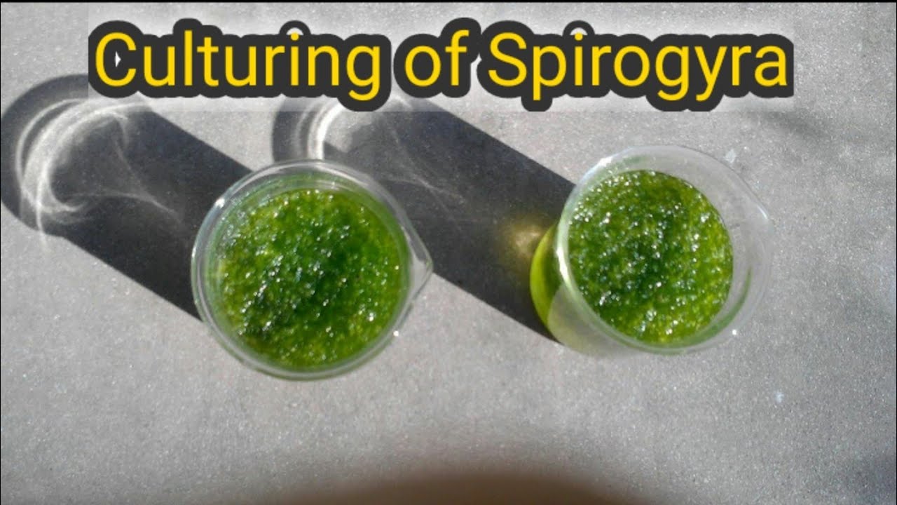 Culturing and Growth of Spirogyra. Pl. Subscribe it . YouTube