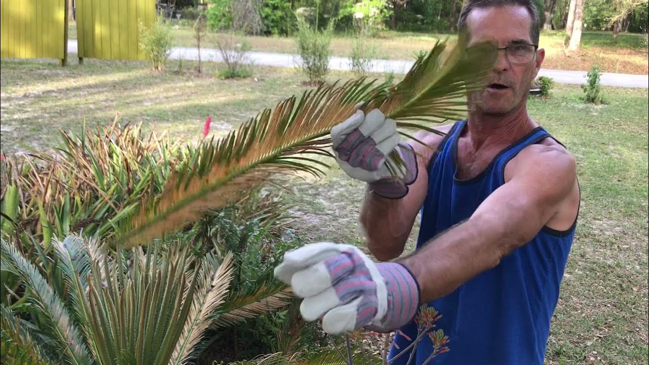 How To Trim a Sago Palm YouTube