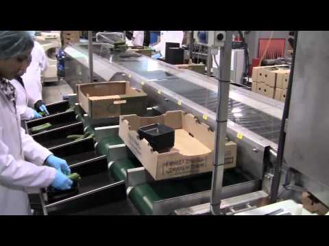 Mini Cucumber Sorting Line