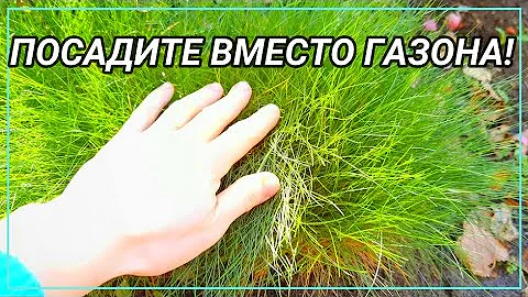 ПОСАДИТЕ ВМЕСТО ГАЗОНА! 7 лучших многолетников альтернатив газону.