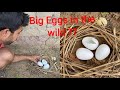 Fake 3 Eggs 🥚 DIY from white cement | wild Nest | I Found Mysterious big eggs in the wild
