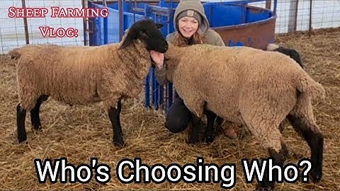 Ram Sale And Barn Adjustments: A Day In Sheep Farming!