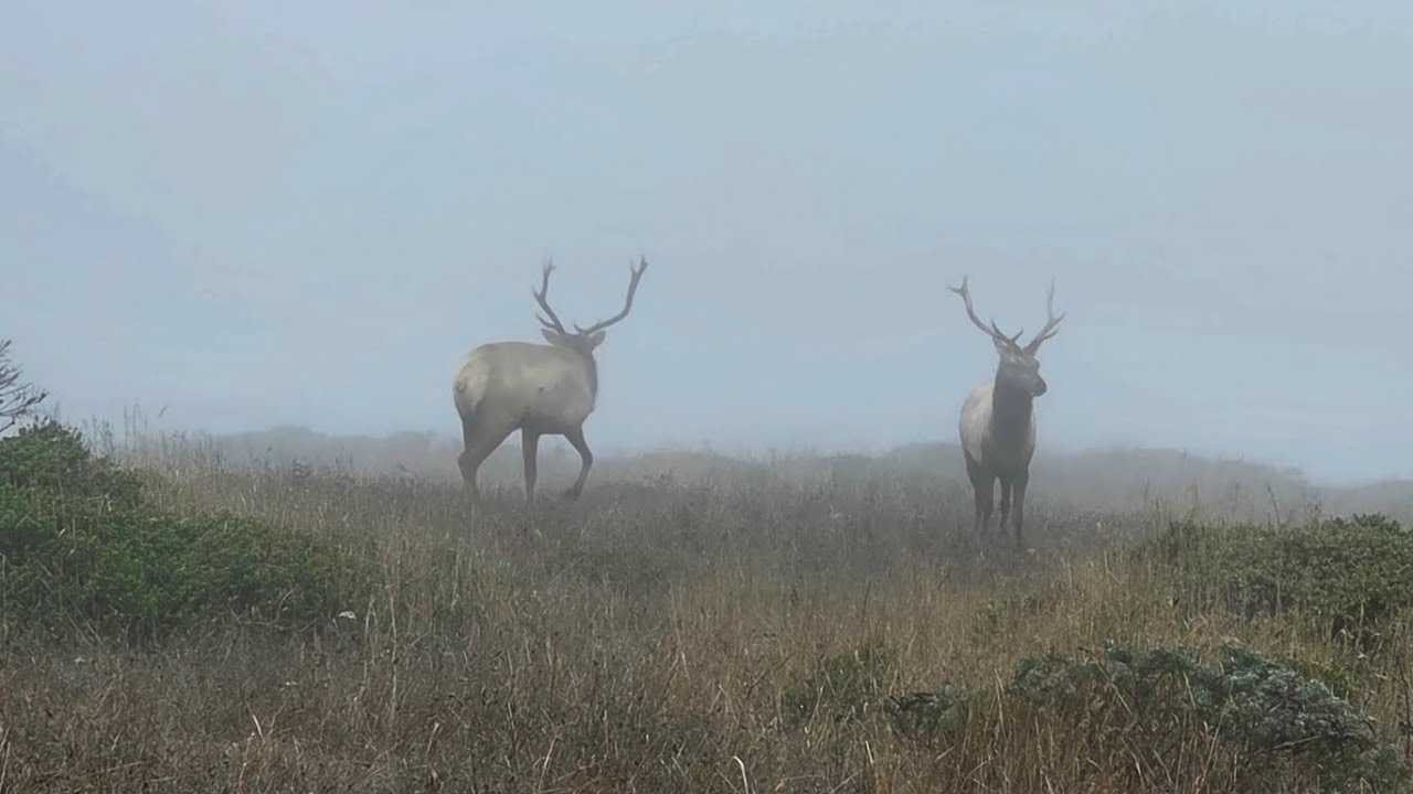 Point Reyes National Seashore ~ Elk Rut Action on the Trail 👣 