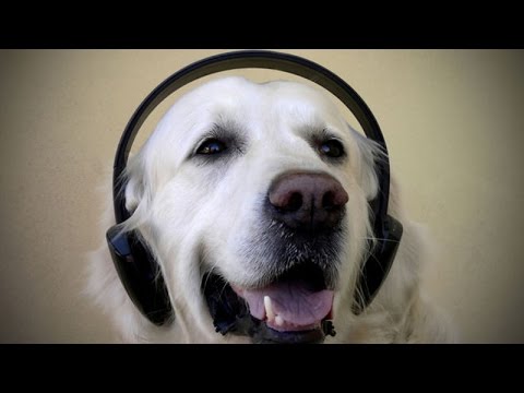 funny dog music