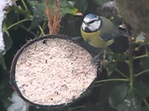 cold brew coffee Bluetit in the British Winter Snow January 2013 Birds and Wildlife UK