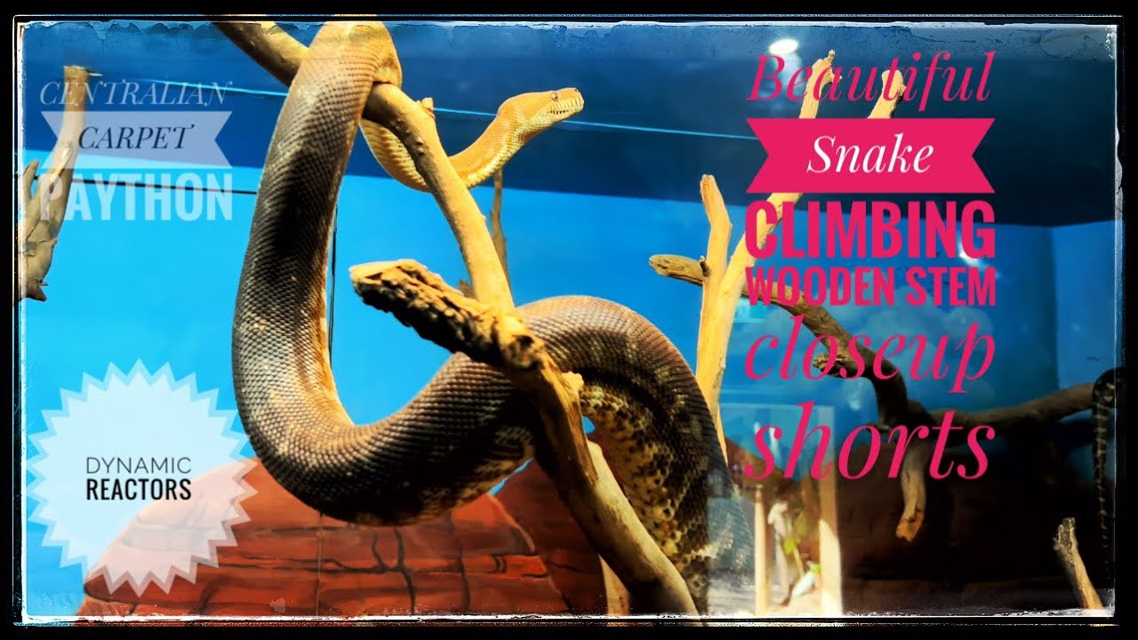 CENTRALIAN CARPET PAYTHON  snake climbing on wooden stem closeup shots