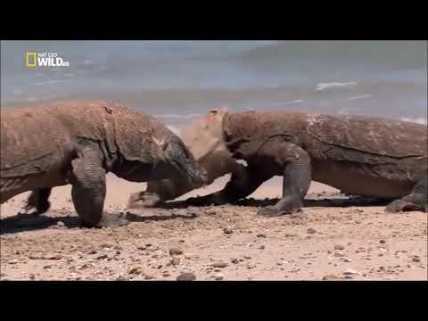 National Geographic Documentary - The Greatest Apex Predators on Earth - New Documentary HD 2019