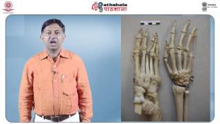 Identification of Bones and Determination of Side