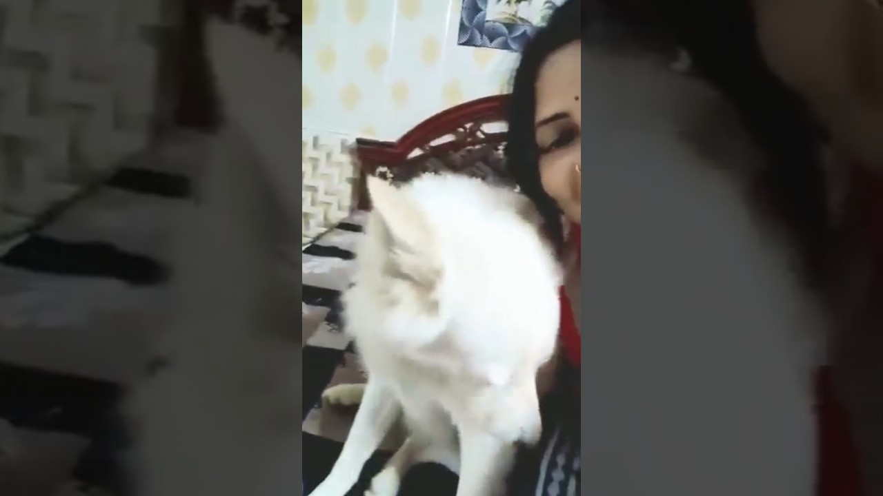 shihtzu Dog Barking| ShihTzu barking 