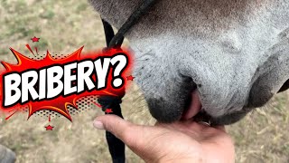 The Truth About Donkeys That Only Want Treats