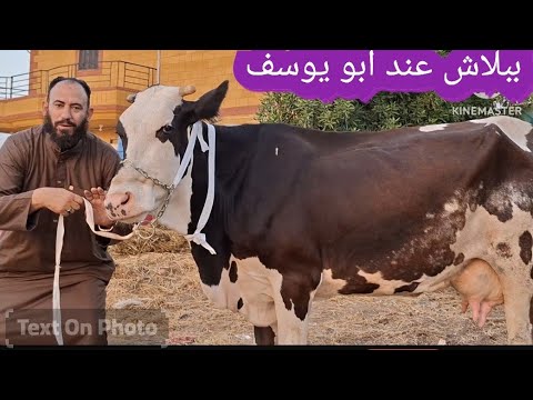 النهارده باقل فلوس هتربط اللي نفسك فيه من داخل مزرعه ابو يوسف