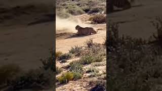 شاهد سرعة الفهد 
