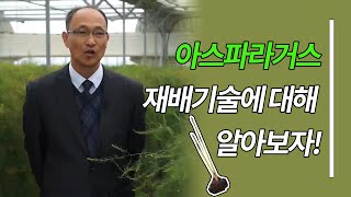 아스파라거스 재배기술