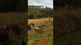 Наші 🐏🐑 shorts #shorts #dorper #ukraine #sheep #вівці #закарпаття #дорпер #черник #село #осінь2025