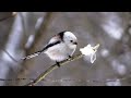 Длиннохвостики тоже любят сало ( Aegithalos caudatus )