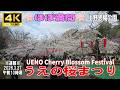 【4K Japan】※速報※ 2026.3.27 午前10時頃 🌸ほぼ満開🌸 うえの桜まつり 『Ueno Cherry Blossom Festival』#上野 #桜 #花見 #上野恩賜公園