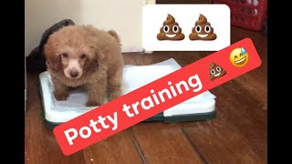 Potty training, paano ituro sa Aso ang potty training