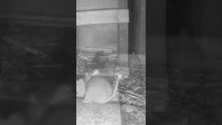 Tiny Mouse's Mighty Mission 🐭