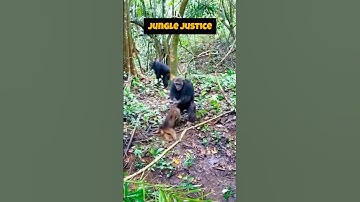 De epische strijd tussen chimpansees en apen