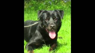 Homeless Dogs at Wolfwood Lancaster Christmas 2012.avi