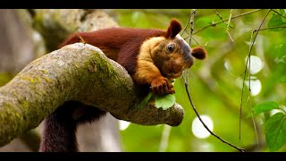 The Malabar Giant Squirrel!