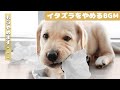 犬も音楽でリラックス｜犬が寝るように設計されているBGM【イタズラ防止効果あり】