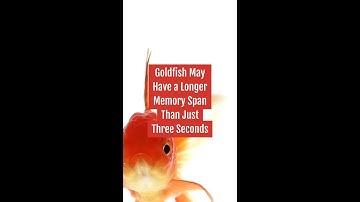Goldfish May Have a Longer Memory Span Than Just Three Seconds