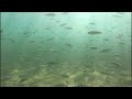diving, camp AS, Struga, Ohrid lake - нуркање, камп АС, Струга 2024-07