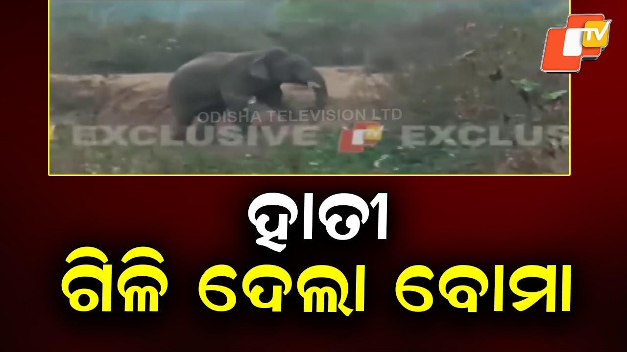 Female Elephant Dies After Eating Explosive Trap in Odisha Forest