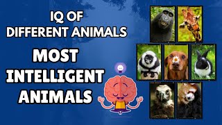 Most Intelligent Animals | IQ of Different Animals