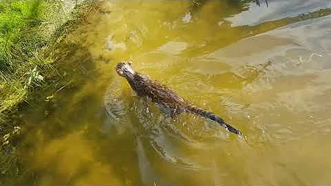 Watch the video about Bengal Cat - Rex swims on a hot day