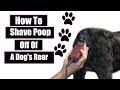 How To Shave Poop From A Dog's Rear