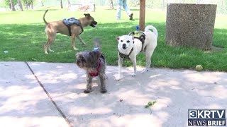 How long will the Great Falls dog park be closed?