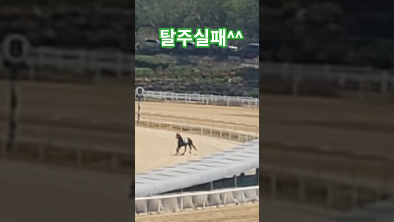 잡혀서 끌려감 #경마 #말 #달려라말 #shorts