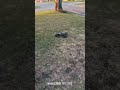 Arrma Talion 6s #arrma #arrmatalion #6s #thunderbay #hobby #420 #rccar #807 #drifting #cdxx #tbay
