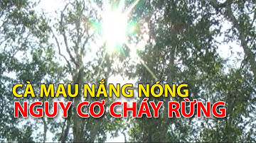(VTC14)_Nguy cơ cháy rừng ở Cà Mau do nắng nóng kéo dài