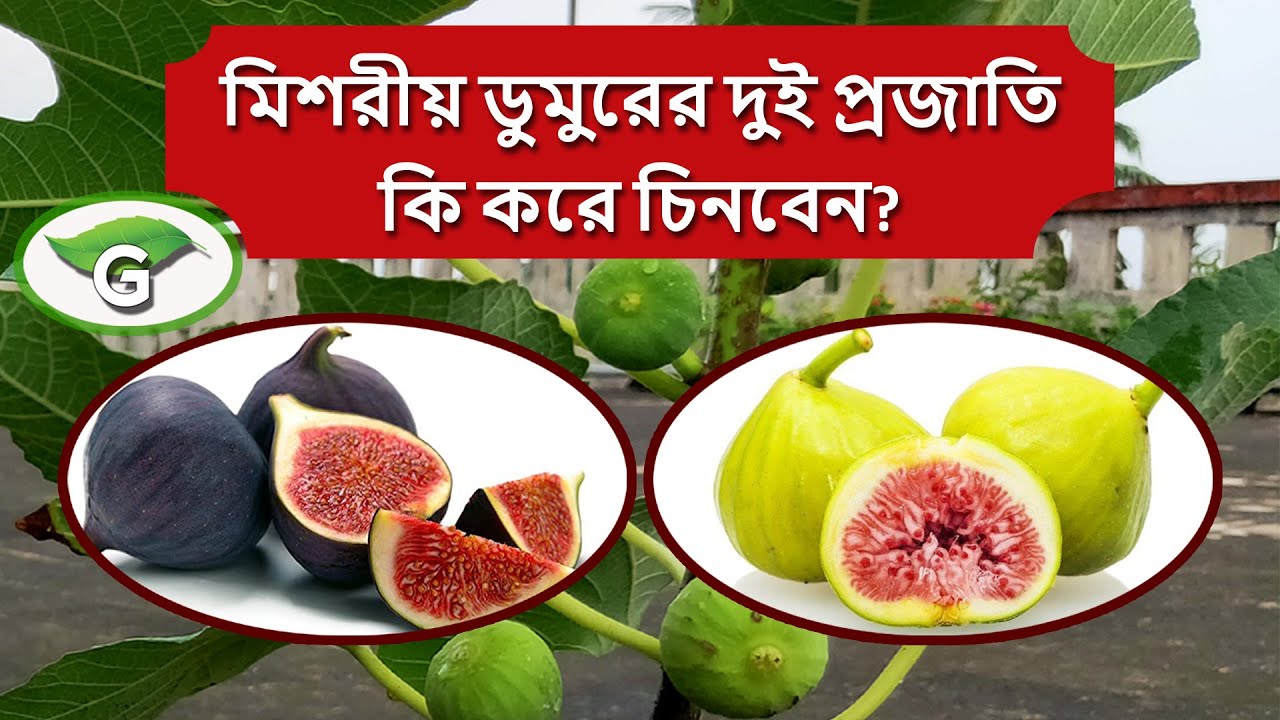 মিশরীয় ডুমুর বা ত্বীন ফলের দুটি ভিন্ন প্রজাতি | Two different varieties of Fig - Tin fruit - Dumur