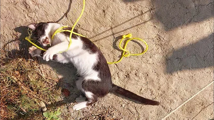 Video 11776771: cat pets meow funny, cat adorable meow, cat amazing pet, cat funny playful pets