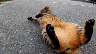 休日の工場駐車場は猫がゴロンゴロン転がってて楽しい