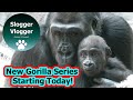 New Series Introducing The Calgary Gorilla Troop