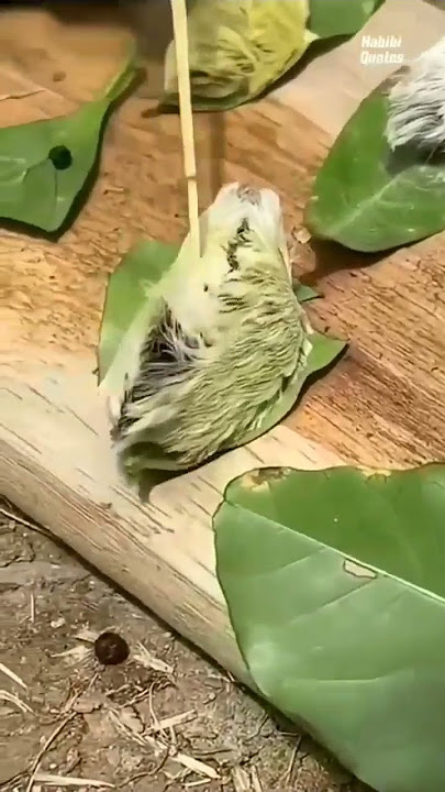 ulat bulu mirip burung. racun yang mematikan