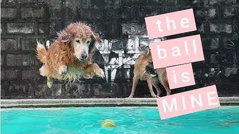 Golden Retriever playing fetch in the pool!