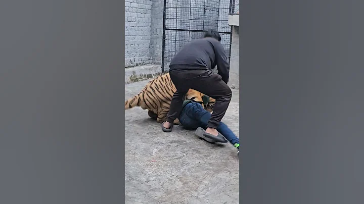 Bnegal Tiger Attack Straight to the Neck |  Nouman Hassan |